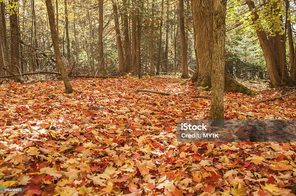 Leaves in the forest Red and orange leaves on the ground in the forest in autumn. Sugar Maple Stock Photo