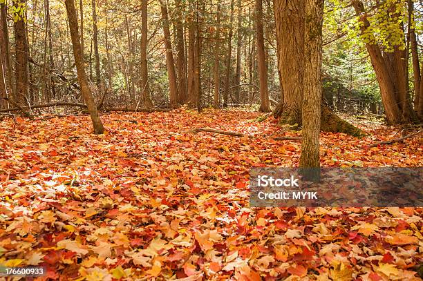 Leaves In The Forest Stock Photo - Download Image Now - Sugar Maple, Autumn, Autumn Leaf Color