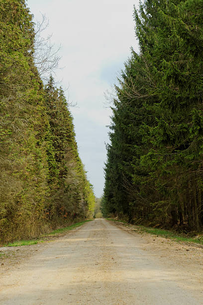istock dirt road in the forest 176601099