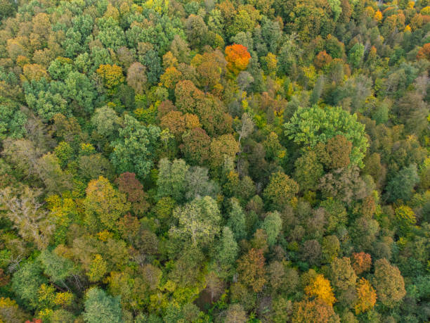 istock Autumn Forest, Colorful Trees From Above, Aerial View 1766013351