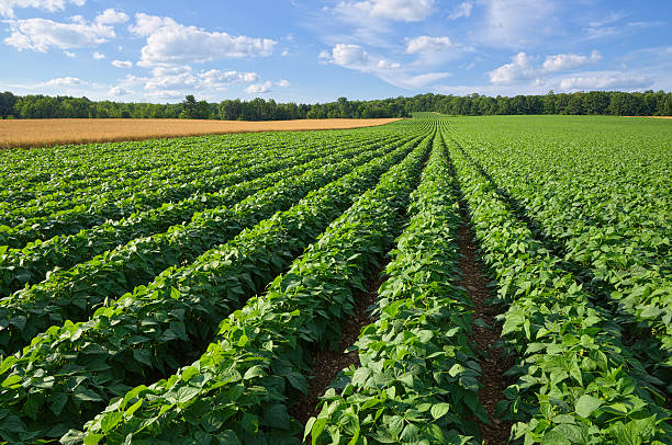 campo di patate e grano - wheat cereal plant agriculture green foto e immagini stock