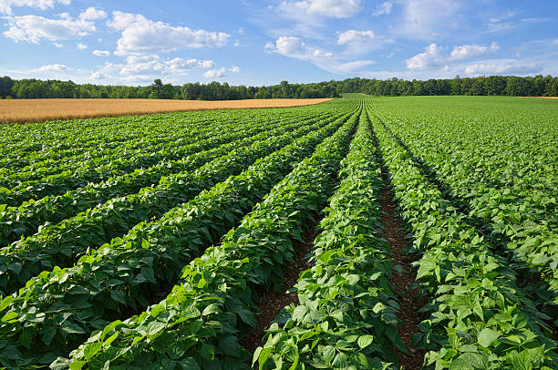 Potato and Wheat Field Vast Farm Field Growing Potatoes and Wheat raw potato stock pictures, royalty-free photos & images