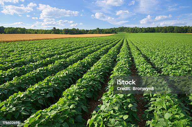 Potato And Wheat Field Stock Photo - Download Image Now - Raw Potato, Agricultural Field, Agriculture