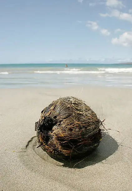 A coconut that washed ashore rests on the beach.