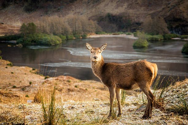 A young wild red deer in Glen Etive by Glencoe.