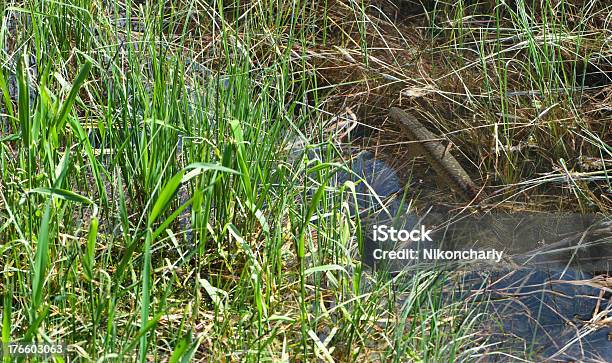 Pike Entre Weeds Foto de stock y más banco de imágenes de Agua - Agua, Aire libre, Estanque