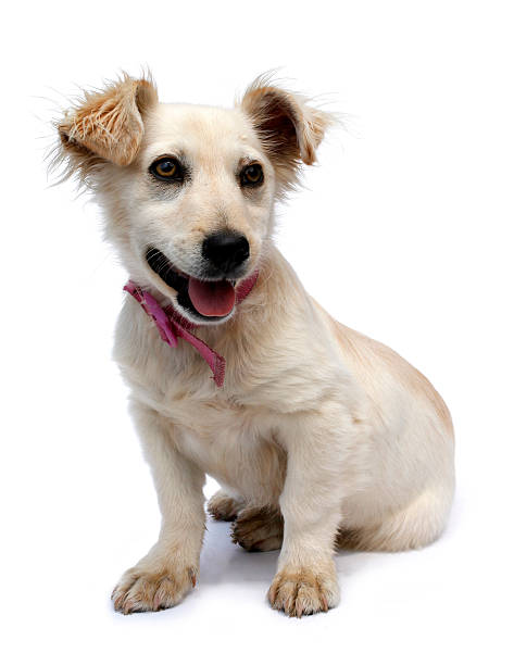 istock Adopted pariah dog puppy with collar 176603299