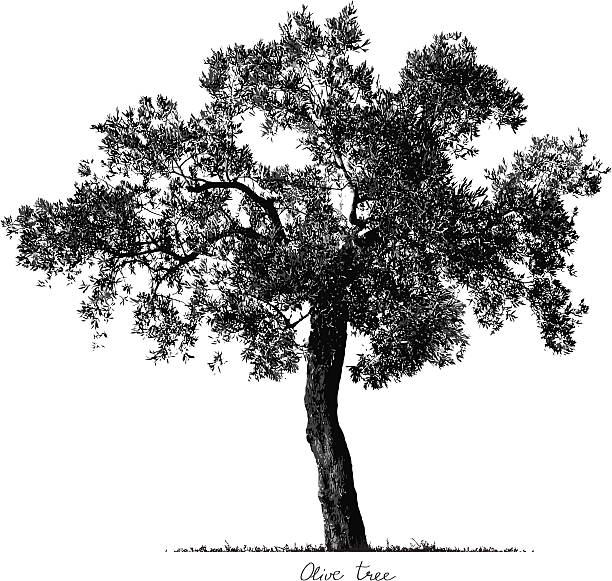 ilustrações, clipart, desenhos animados e ícones de olive tree silhueta - olive tree illustrations