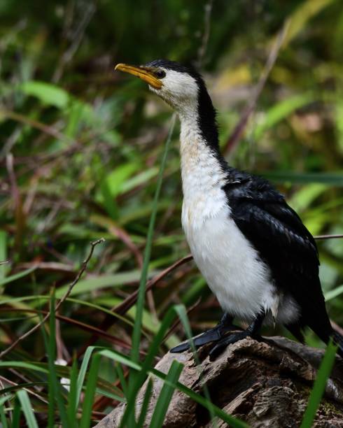 istock Little pied cormorant 1766041376