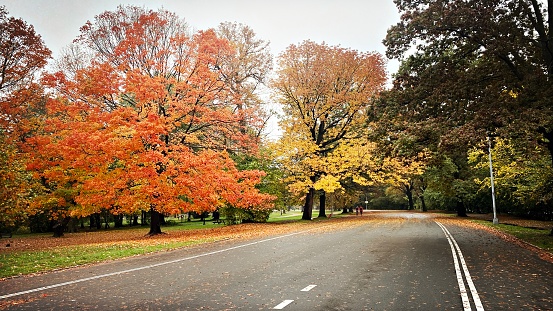 Large Autumn Tree in A Public Park (Prospect Park - Brooklyn, NY)