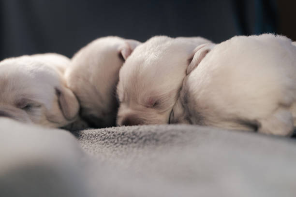 Pure White Labrador PuppiesPart of a Series from Birth to 7 Weeks Old