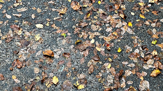 Wet Leaves on the Ground