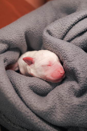 Pure White Labrador Puppies
Part of a Series from Birth to 7 Weeks Old