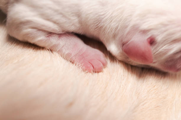 istock Day 1 New Born White Lab Puppy - Puppy Paws 1766045330