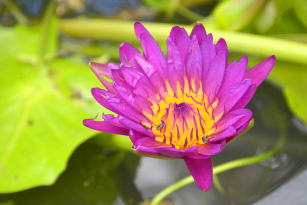 Beautiful lotus flower