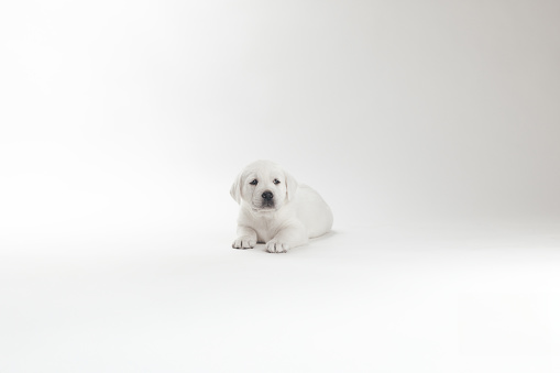 Puppy chocolate Labrador Retriever lying, 3 months old , isolated on white