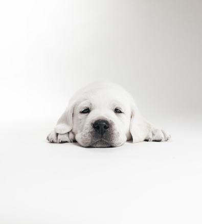 Pure White Labrador Puppies\nPart of a Series from Birth to 7 Weeks Old