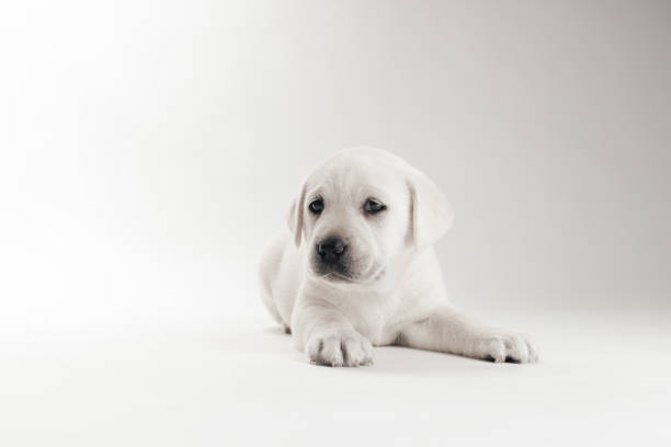 Pure White Labrador Puppies\nPart of a Series from Birth to 7 Weeks Old