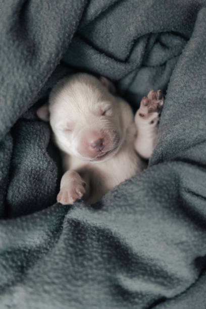 istock Day 6 New Born White Lab Puppy Laying on a Blanket 1766056992