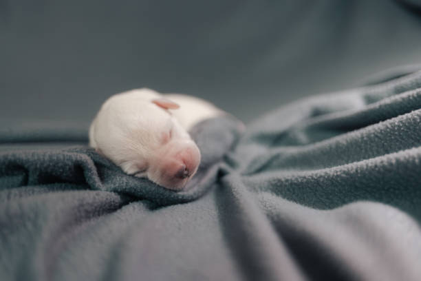 Pure White Labrador Puppies\nPart of a Series from Birth to 7 Weeks Old