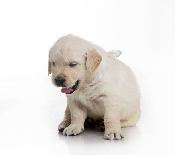 istock small cute golden retriever puppy,  on white background 176606904