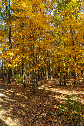 Golden leaves and autumnal dappled light on a leaf-covered forest floor. Vertical orientation.
