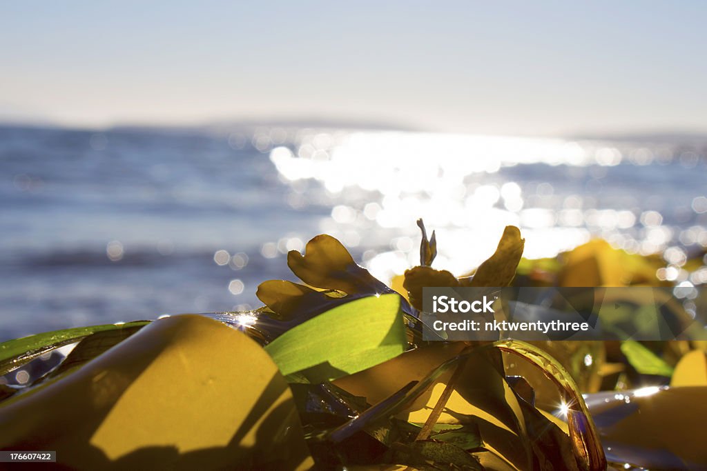 Algas em uma praia - Foto de stock de Reciclagem royalty-free