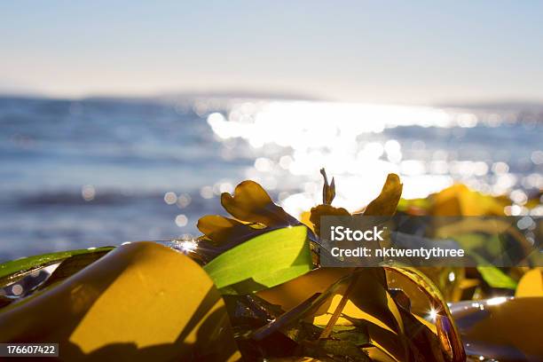 Foto de Algas Em Uma Praia e mais fotos de stock de Reciclagem - Reciclagem, Tecnologia verde, Ártico