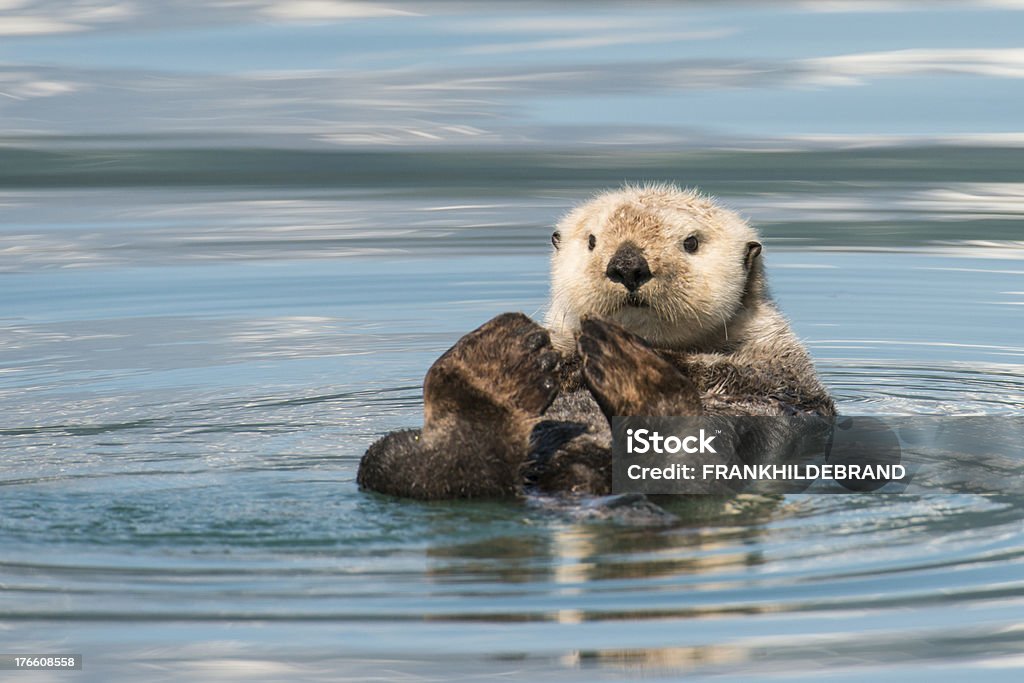 Beaver lay on its back floating down a river Sea Otter floating on water Otter Stock Photo