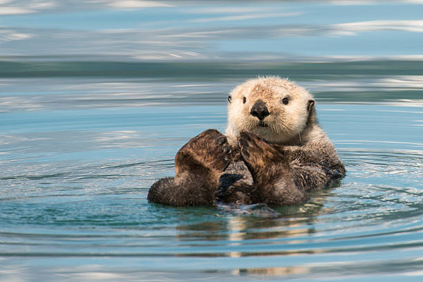 Beaver lay on its back floating down a river Sea Otter floating on water sea otter stock pictures, royalty-free photos & images