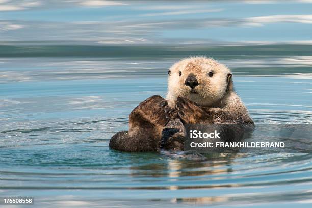 Beaver Lay On Its Back Floating Down A River Stock Photo - Download Image Now - Otter, Sea Otter, Alaska - US State