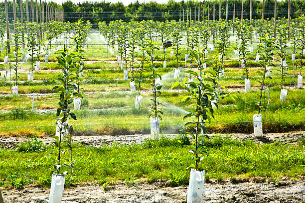 Apple Tree Growing Young Apple Trees with Automatic Irrigation System. tree farm stock pictures, royalty-free photos & images