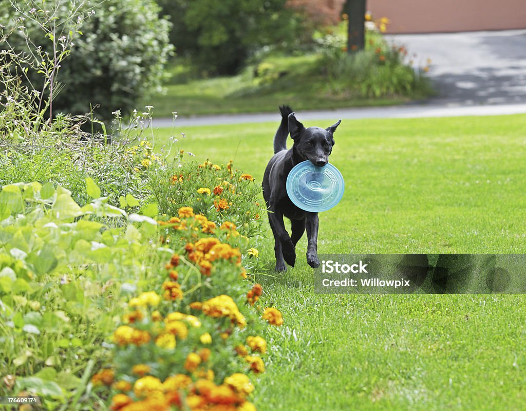 Labrador Retriever aparter Frisbee - Lizenzfrei Blume Stock-Foto