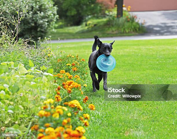 Labrador Retriever Aparter Frisbee Stockfoto und mehr Bilder von Blume - Blume, Gemüsegarten, Hausgarten