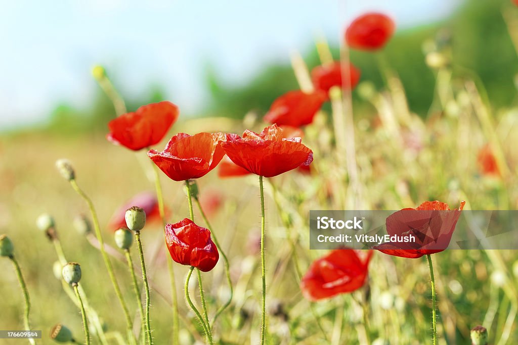 Giornata estiva in un prato pieno di fiorente poppies - Foto stock royalty-free di Agricoltura