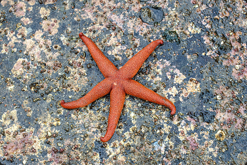 Oreaster reticulatus aka Red Cushion Sea Star