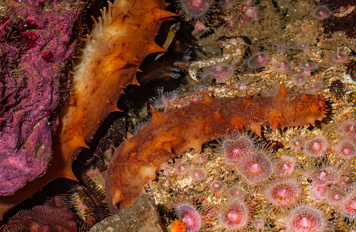 The giant California sea cucumber (Parastichopus californicus or Apostichopus californicus) is a sea cucumber that can be found from the Gulf of Alaska to Southern California. Monterey County, California.