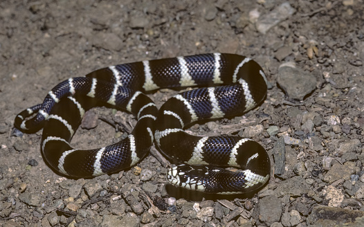 Green Anaconda, eunectes murinus, Pantanal in Brazil