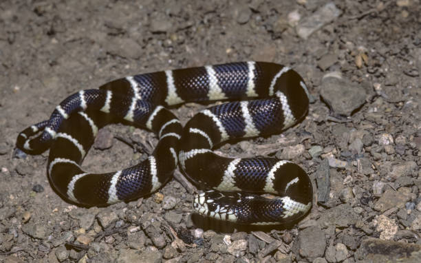 California kingsnake, Lampropeltis getula, Common names include eastern kingsnake, common kingsnake, chain kingsnake, is a harmless colubrid species found in the United States and Mexico. California kingsnake, Lampropeltis getula, Common names include eastern kingsnake, common kingsnake, chain kingsnake, is a harmless colubrid species found in the United States and Mexico. A distinct color pattern and the fact that this species actively hunts for venomous snakes help to protect them from people. Santa Rosa, California. snake names stock pictures, royalty-free photos & images