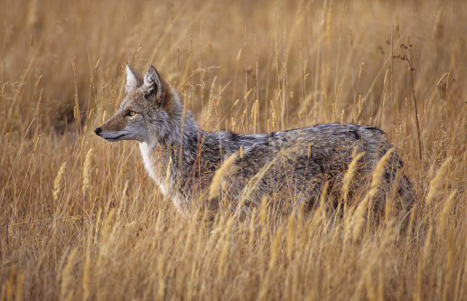 Black-backed jackal, Walvis Bay, Namibia