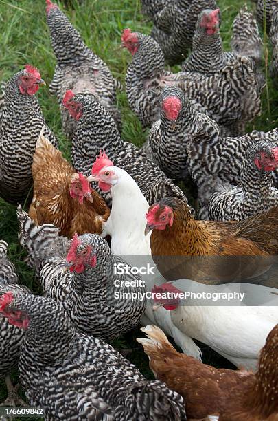 Pollame Primo Piano - Fotografie stock e altre immagini di Agricoltura - Agricoltura, Alimentazione sana, Animale