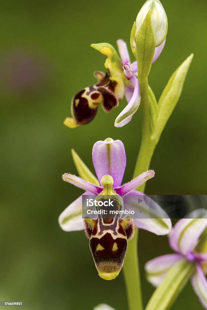 Пчела Orchid flower (Ophrys apifera - Стоковые фото Без людей роялти-фри