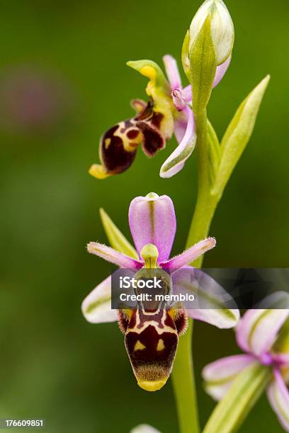 Пчела Orchid Flower Ophrys Apifera — стоковые фотографии и другие картинки Без людей - Без людей, Ботаника, Вертикальный