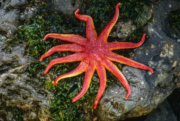Dawson's sun star, Solaster dawsoni, from West Brother Island, Tongass National Forest, Alaska. Tidepool starfish on a rock.