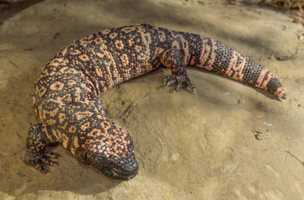 istock The Gila monster (Heloderma suspectum, is a species of venomous lizard native to the Southwestern United States and the northwestern Mexican state of Sonora. Arizona. 1766098608