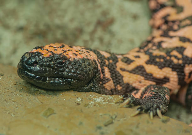 istock The Gila monster (Heloderma suspectum, is a species of venomous lizard native to the Southwestern United States and the northwestern Mexican state of Sonora. Arizona. 1766099123