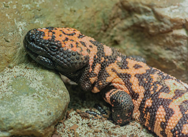 istock The Gila monster (Heloderma suspectum, is a species of venomous lizard native to the Southwestern United States and the northwestern Mexican state of Sonora. Arizona. 1766099124