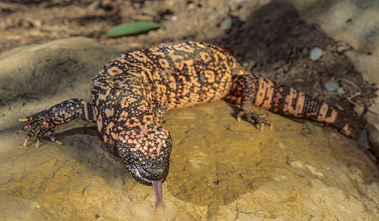 The Gila monster (Heloderma suspectum, is a species of venomous lizard native to the Southwestern United States and the northwestern Mexican state of Sonora. Arizona.