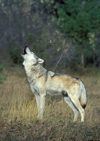 Gray wolf howling in Kalispell, Montana. Canis lupus.