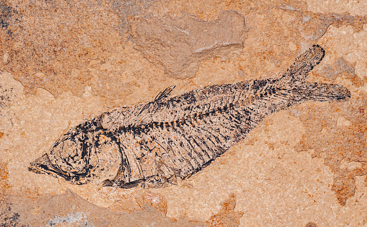 Knightia alta is an extinct genus of fish well-known from abundant fossils found in the Green River Formation of Wyoming, United States. They rarely exceeded 10 cm in length and are found throughout the formation. Knightia alta, Eocene Epoch, Green River Shale. Fossil.